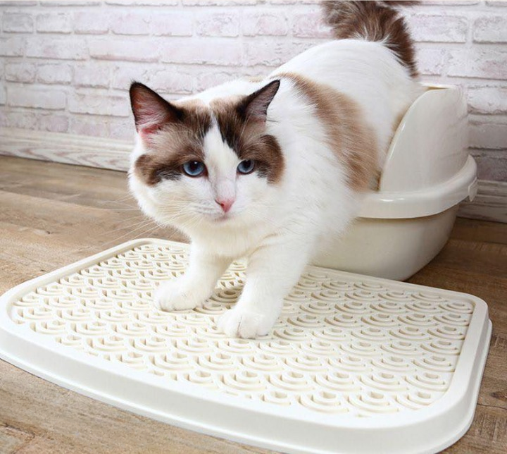 How to Litter Train Your Cat: A Step-by-Step Guide