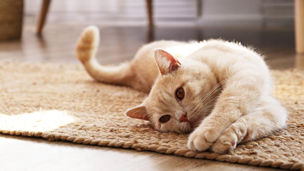Understanding Your Cat’s Body Language